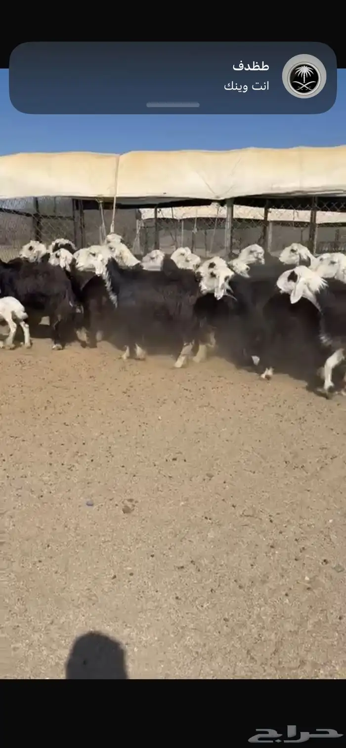 ضان نجد العدد27 يتبعها 2 2