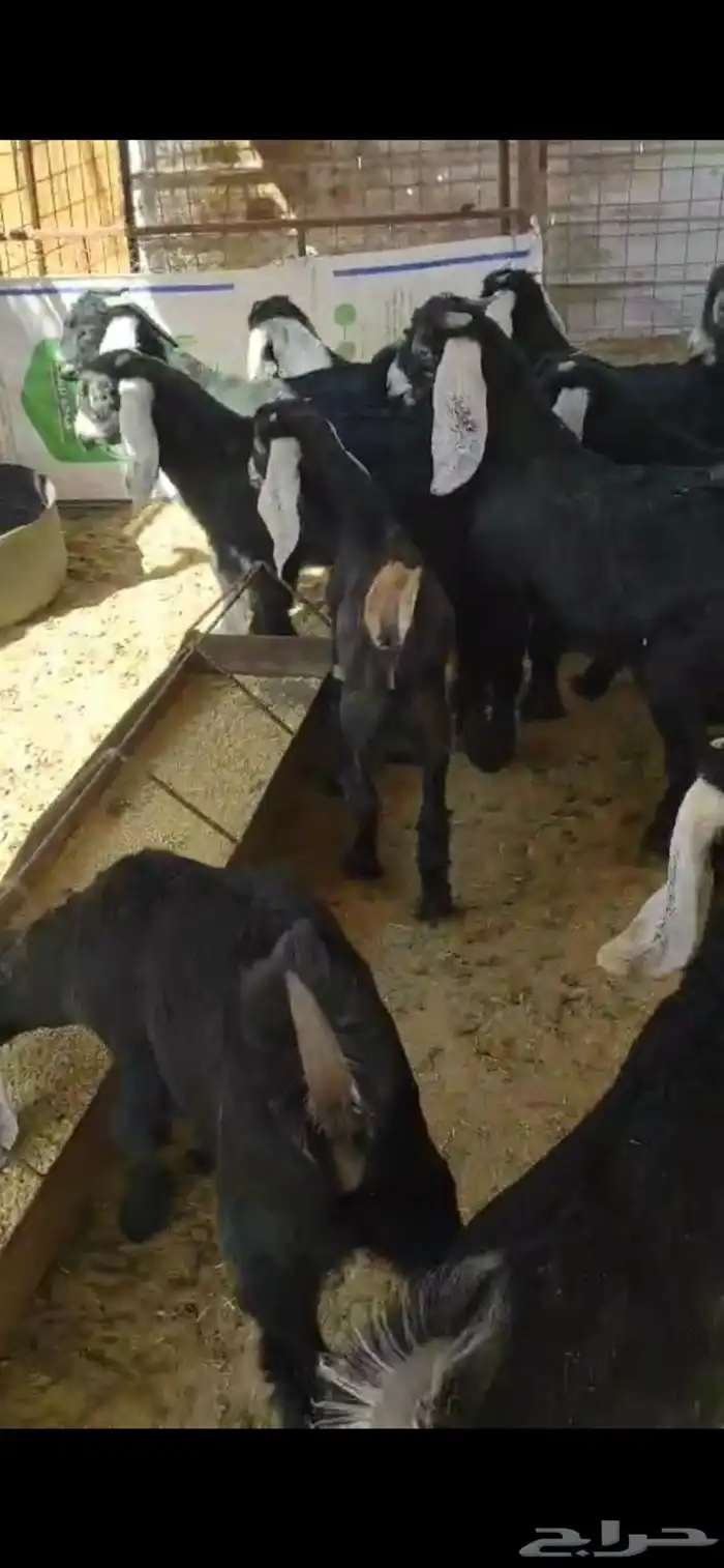 تيوس عوارض 1