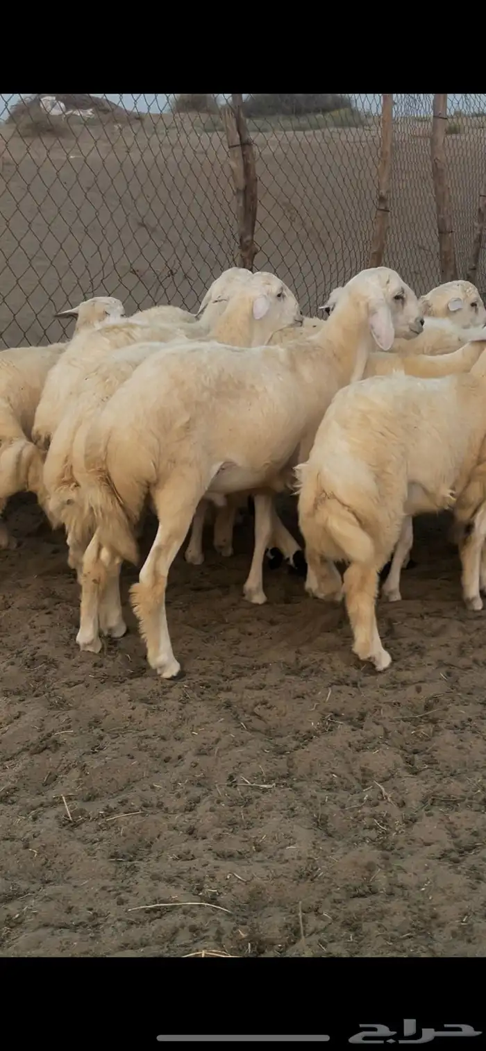 خرفان حريه نضيفه شرط للمناسبات 7