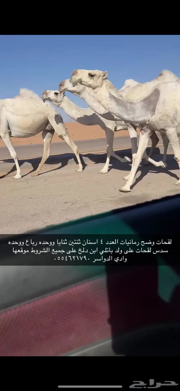 لقحات وضح طيبه على فحل منتج العدد اربع 0