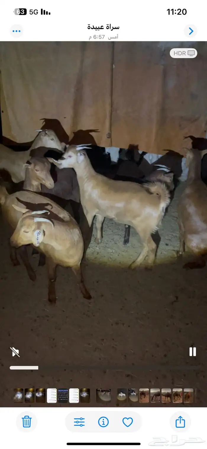 ست عنقان حص مشروطه 5