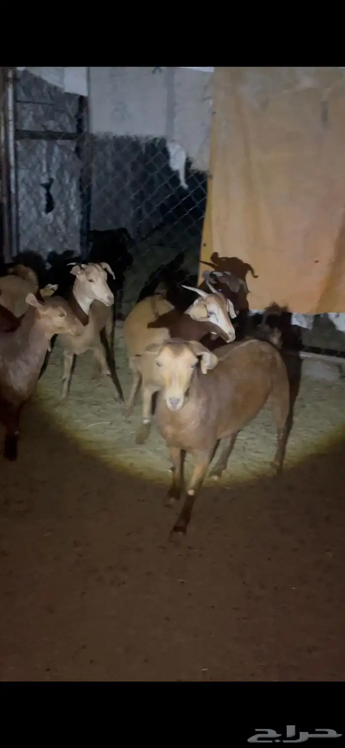 ست عنقان حص مشروطه 0