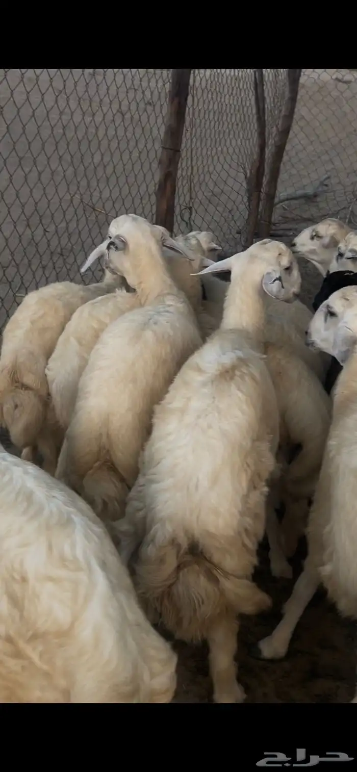 خرفان حريه نضيفه شرط للمناسبات 4