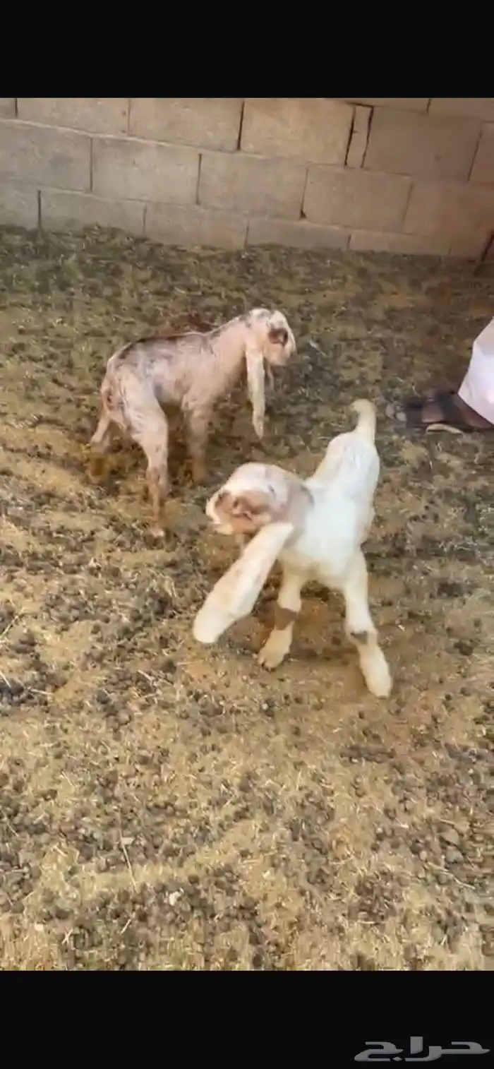 عنز هولندية السن سدس متوم تحتها تيسين 1