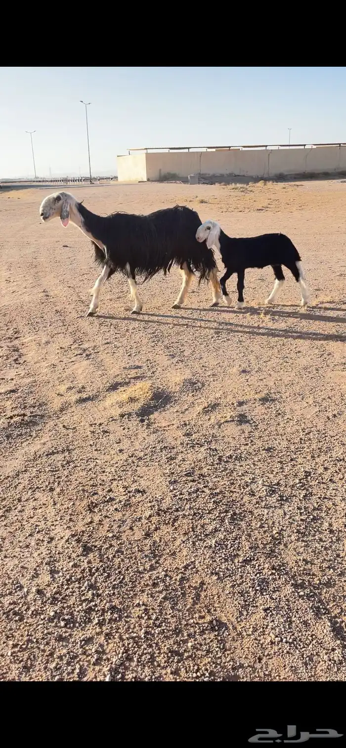 غنم نجد صنف 2