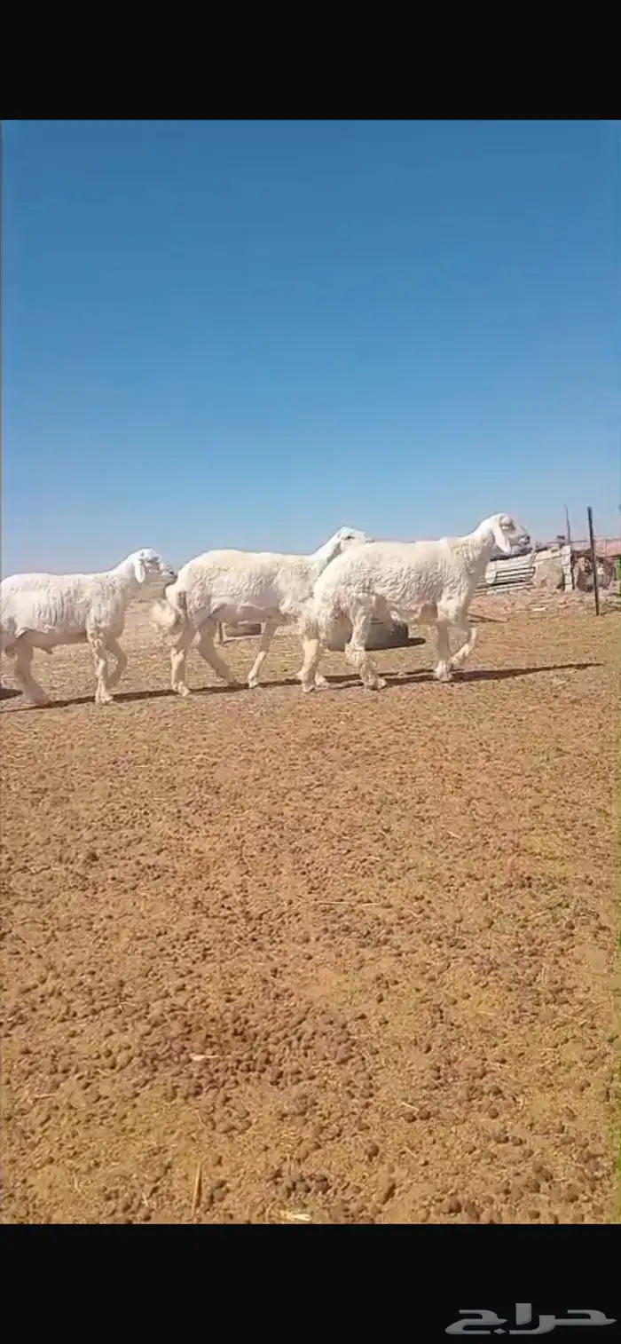 طليان حريه جذعان جبره 3