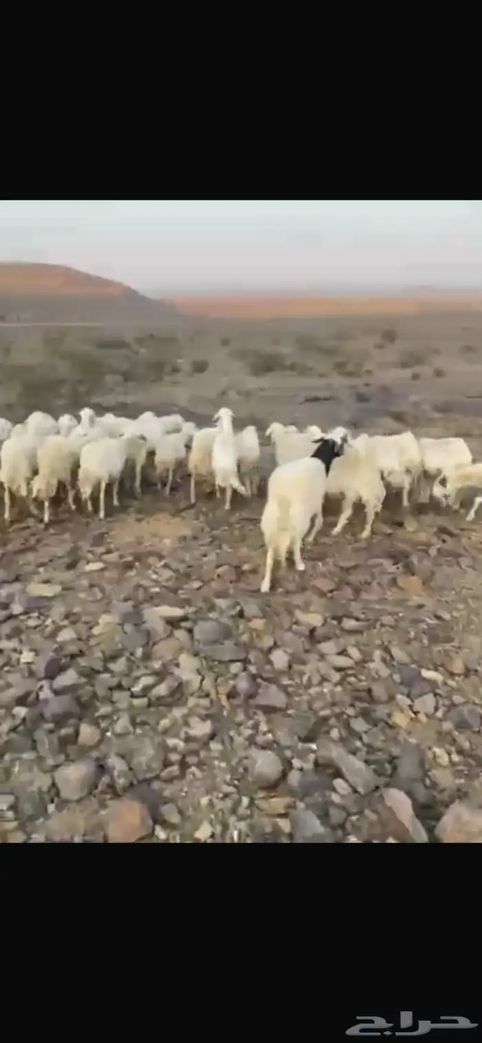 ضان حرش إمراح واحد دفيع على الشرط ومشروطه من كل عيب 0