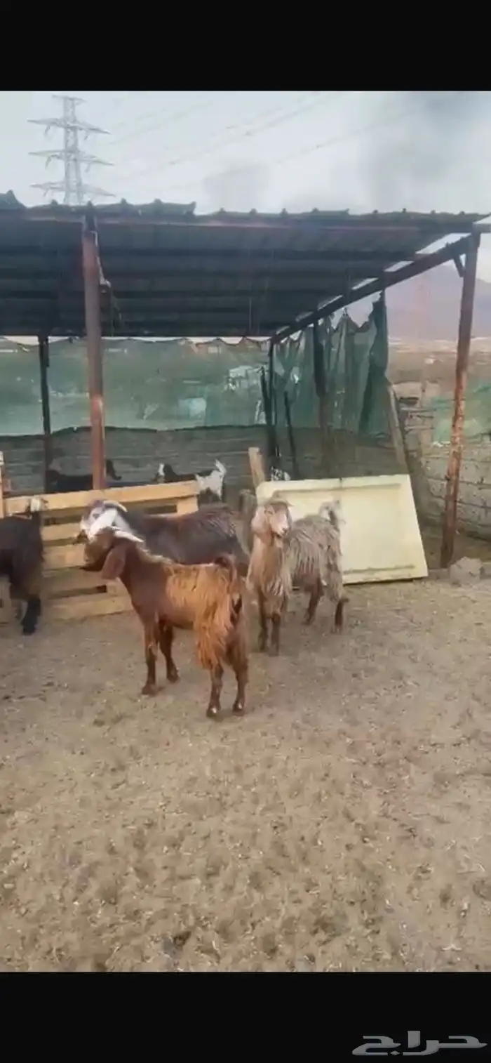 تيوس جبره ومخصاء البيع جمله وتفريد 6