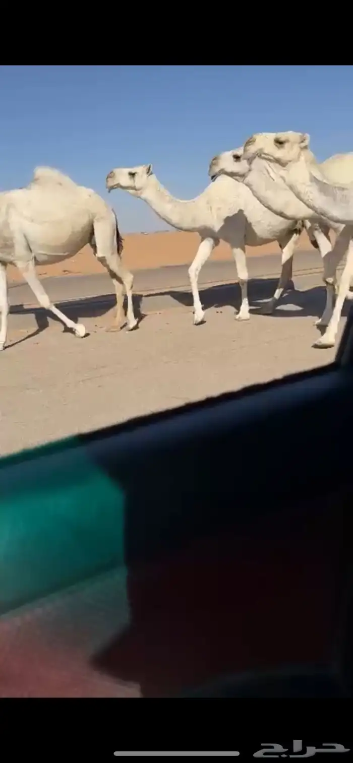 لقحات كفو وسنان 3