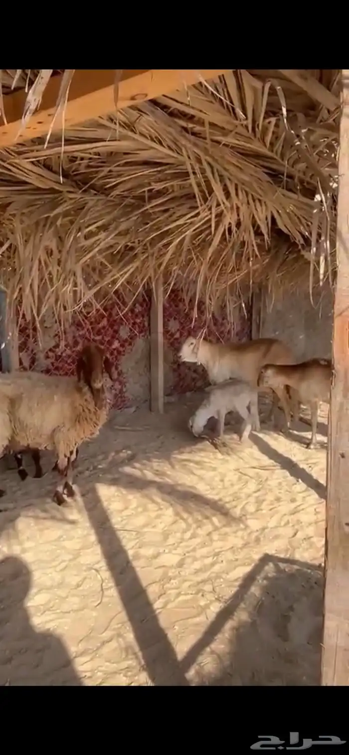 رغيث نعيم وسواكل 2