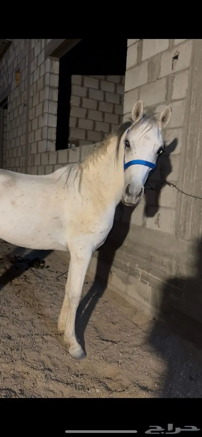 خيل 2