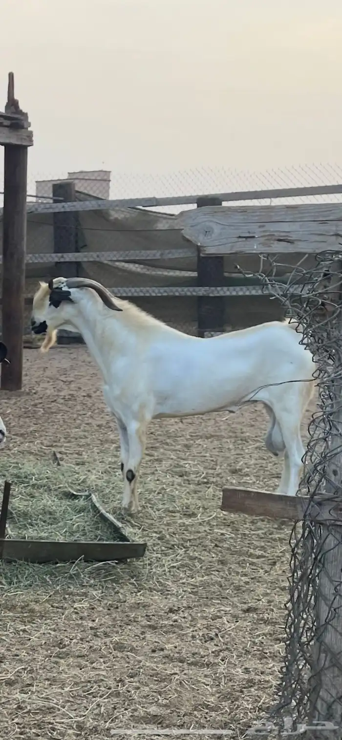 معزاء بيشيات فواخر 0