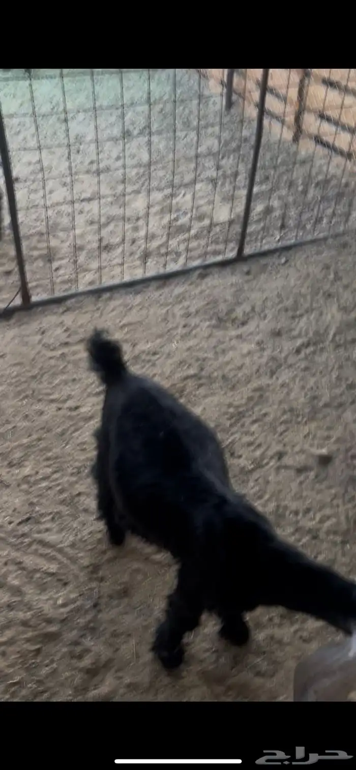 بهم مضبي تيوس وجفار عوارض 19