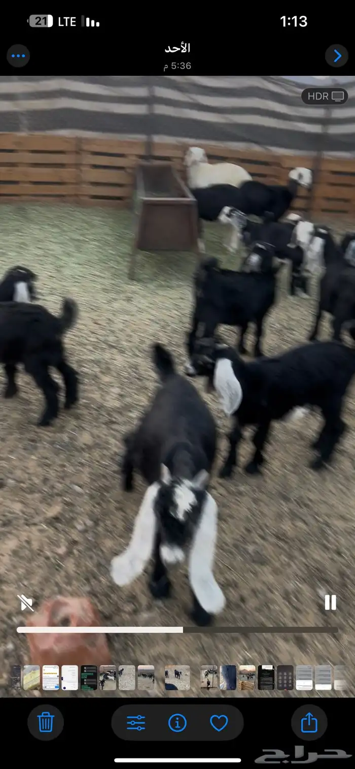 بهم مضبي تيوس وجفار عوارض 21