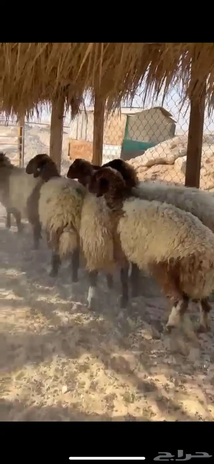 رغيث نعيم وسواكل 3