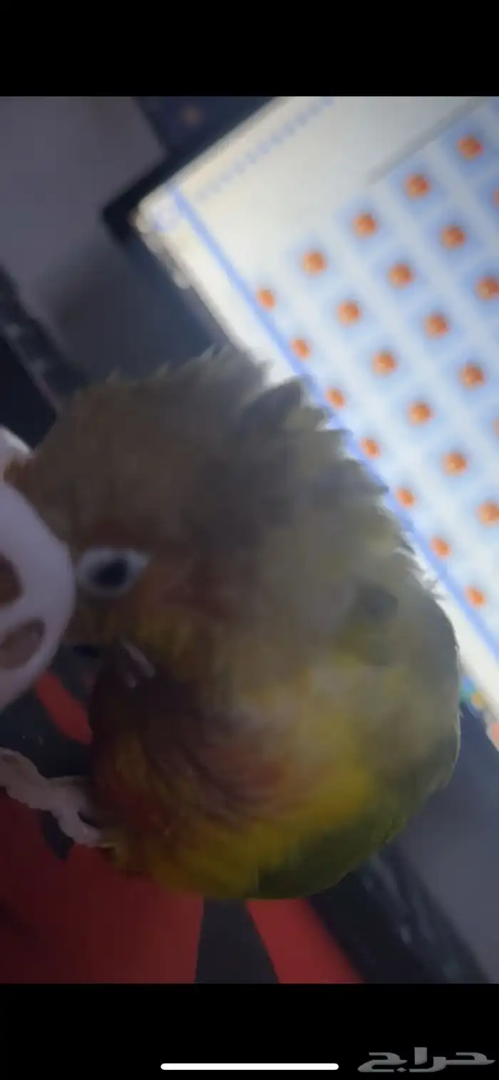 ببغاء كنيور مفقود 0