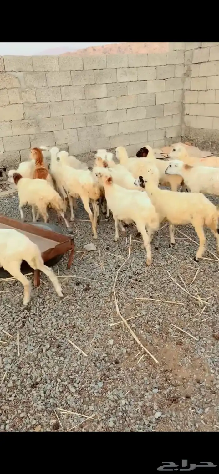 رخال رفيدية محايل عسير 3