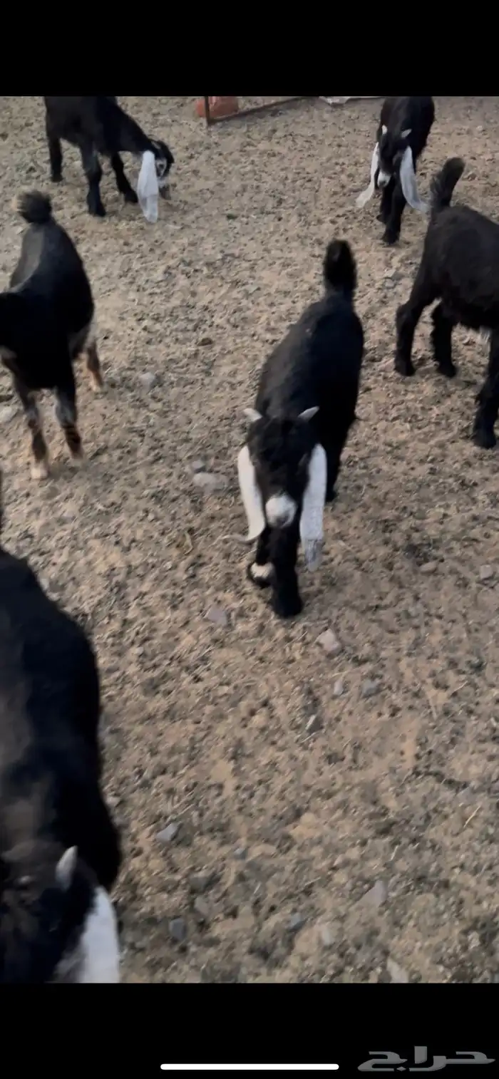 بهم مضبي تيوس وجفار عوارض 2