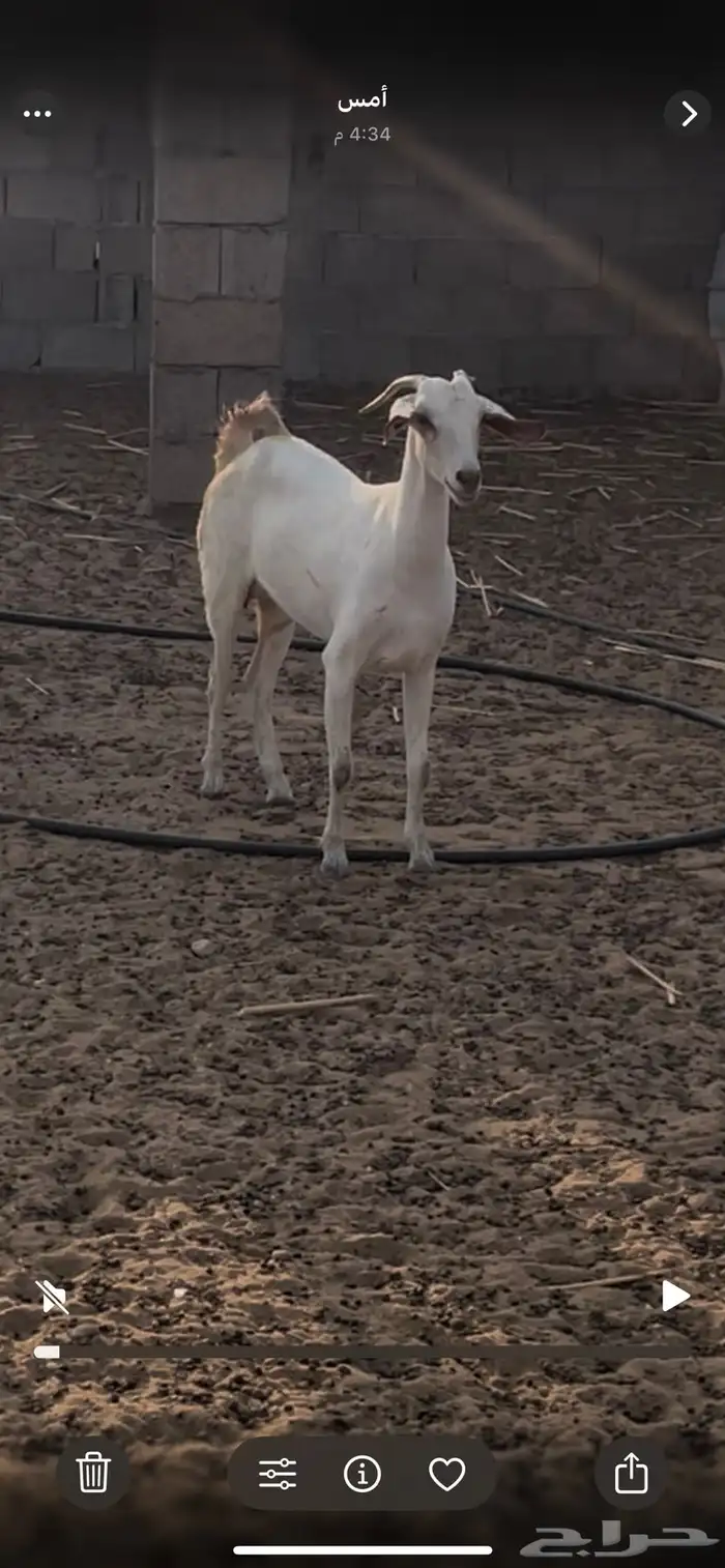 معزاء بيشيات فواخر 10