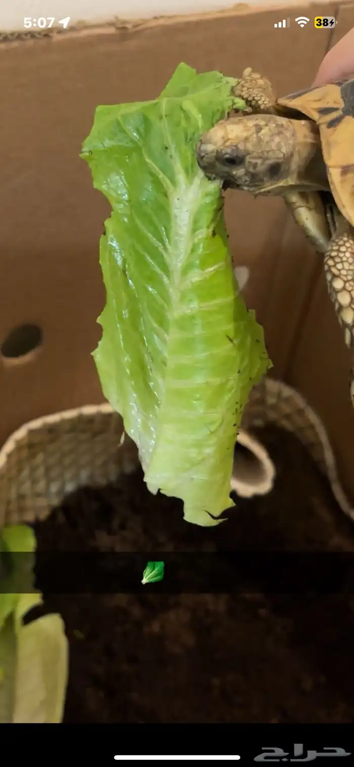 سلحفاة صحراويه يونانيه للبيع بدون مستلزمات 2