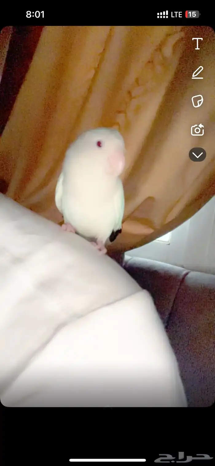 طير روز ذكر البينو عيون حمراء 3