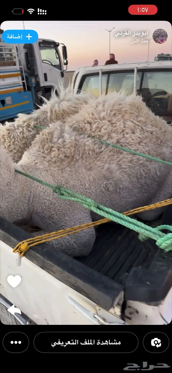 قعدان السوم 11500 0