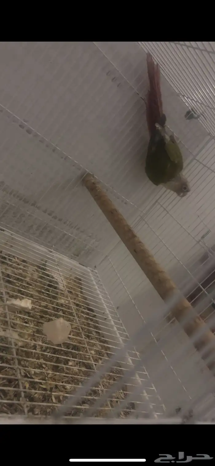 فردة كنيور 1