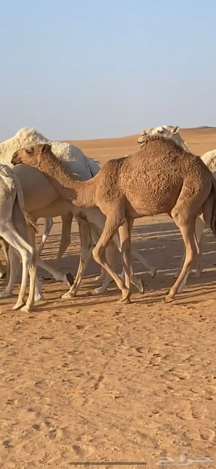 ضريبه صفراء للبيع 1