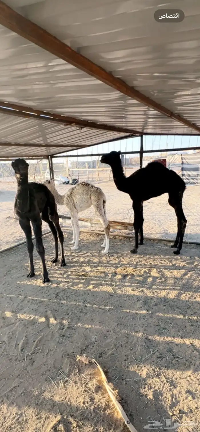 حيران ضيار صحته شرط 0