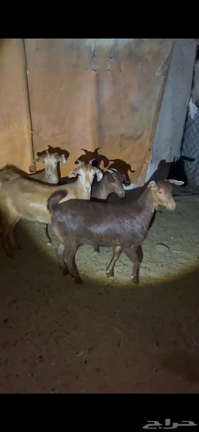 ست عنقان حص مشروطه 1