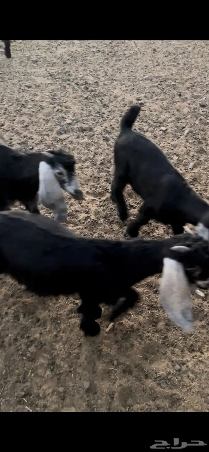 بهم مضبي تيوس وجفار عوارض 5