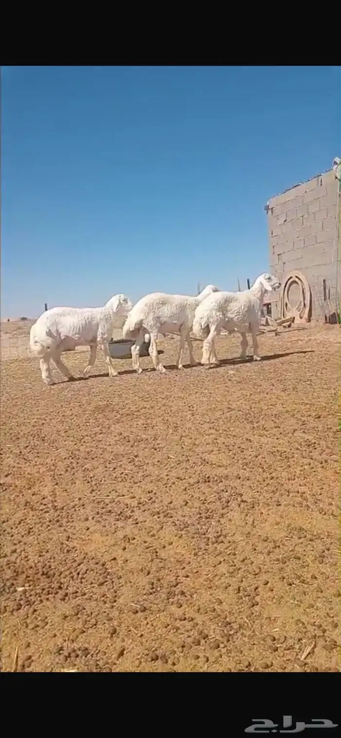 طليان حريه جذعان جبره 1