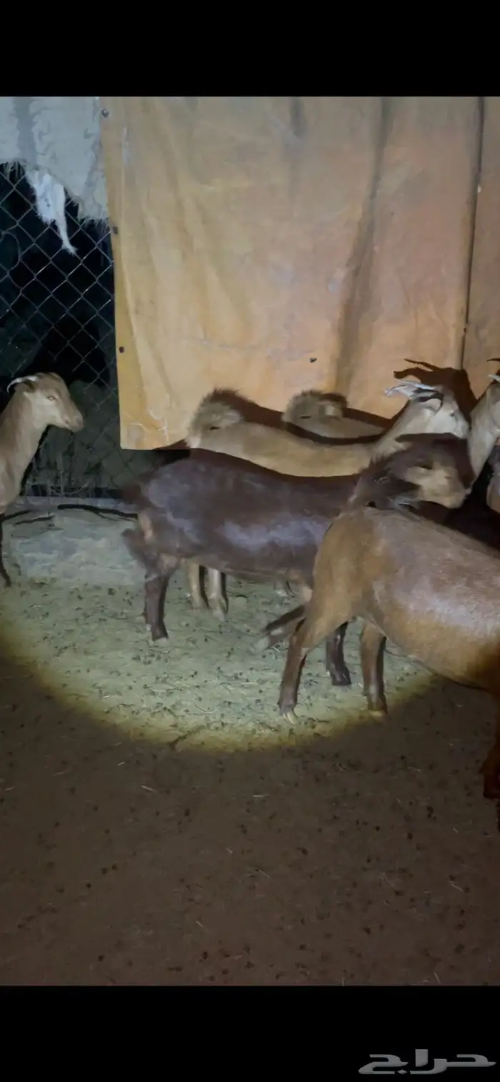 ست عنقان حص مشروطه 4