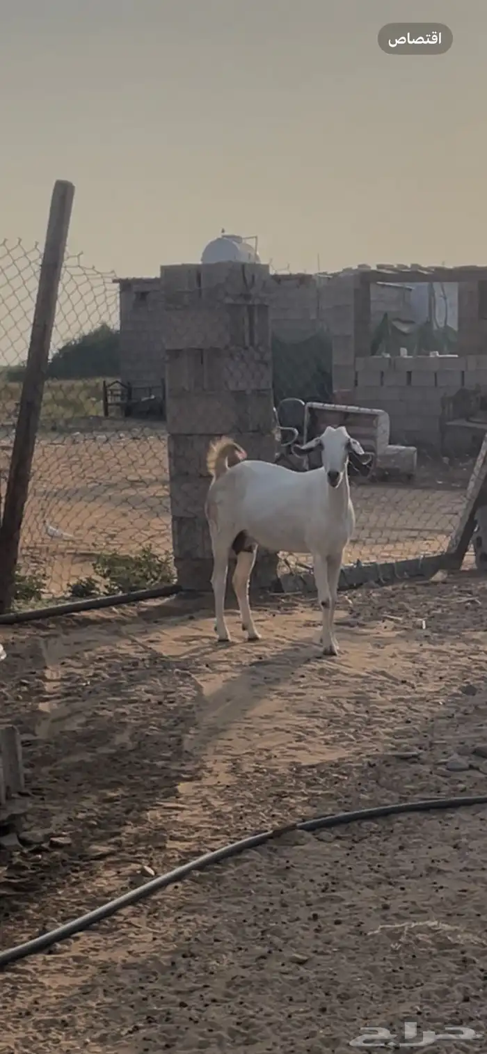 معزاء بيشيات فواخر 6