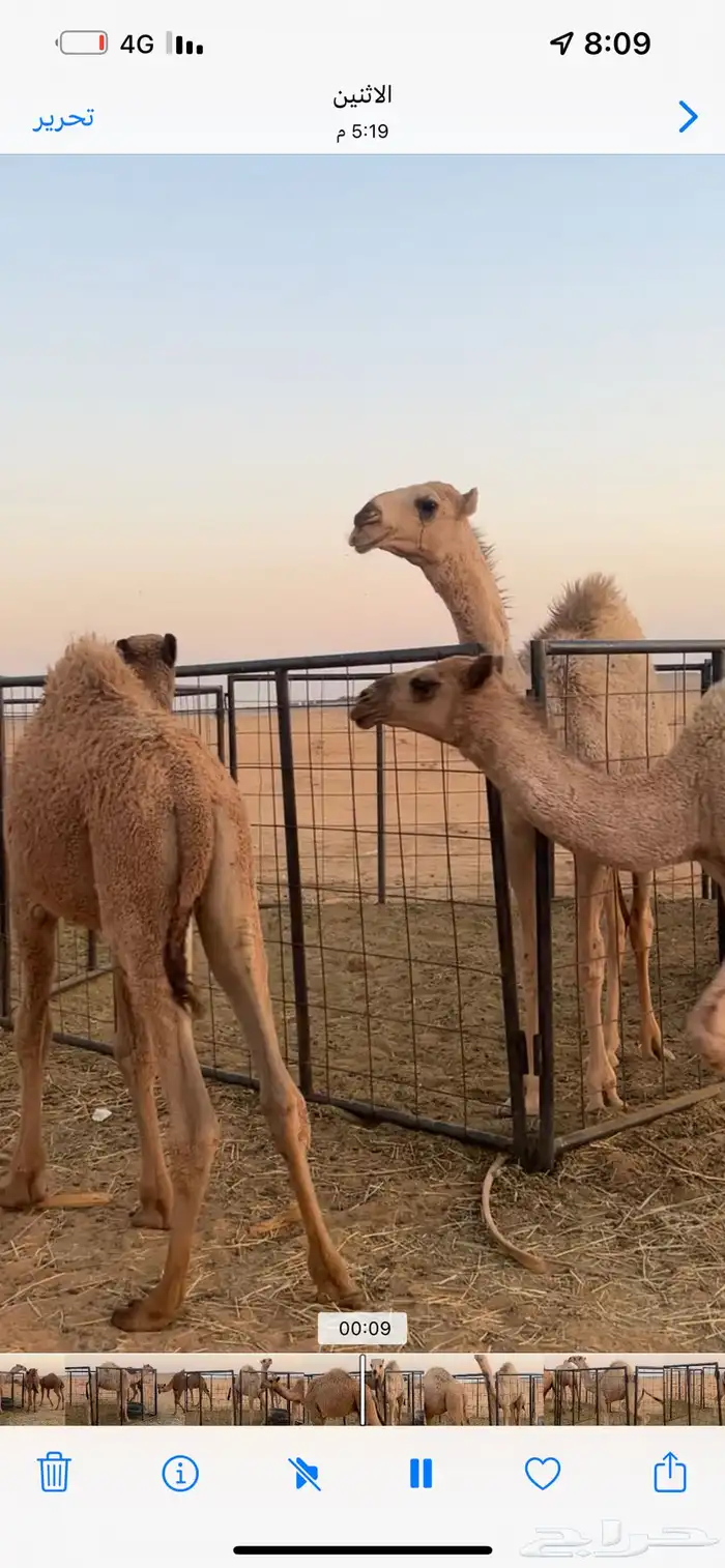 قعود لباني تحت امه 3