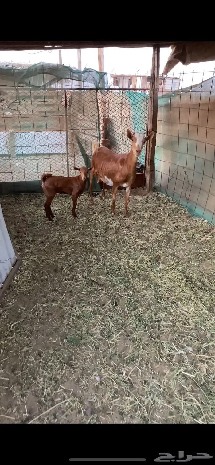 عنز محايليه تحتها جفره 0