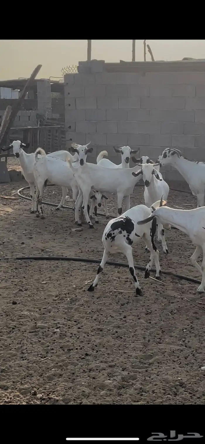 معزاء بيشيات فواخر 5