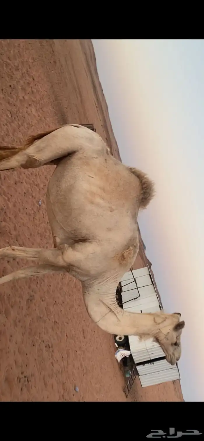 للبيع ثلاث نياق وباقي المعلومات على الوتسب 1