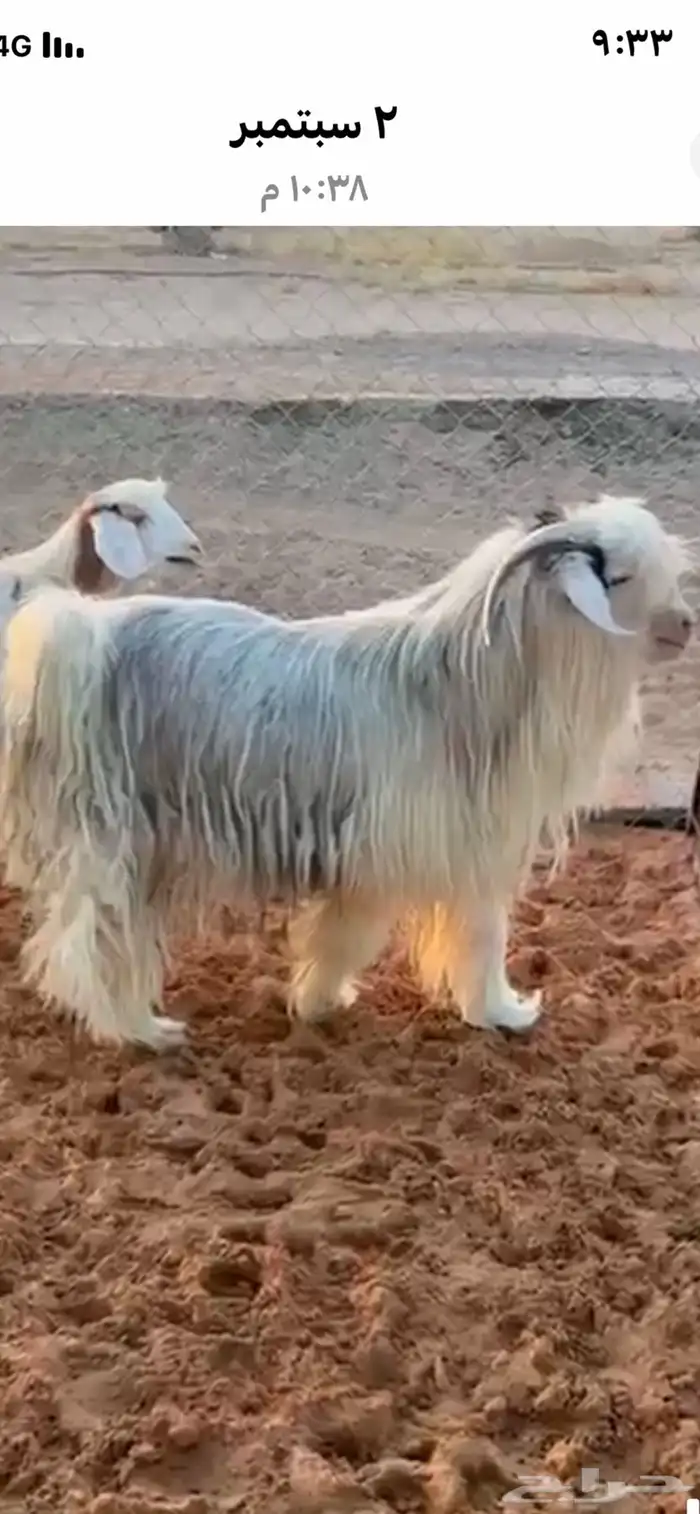 تيس رحبي عماني مع العنز العمررباع بصحة جيدة 0