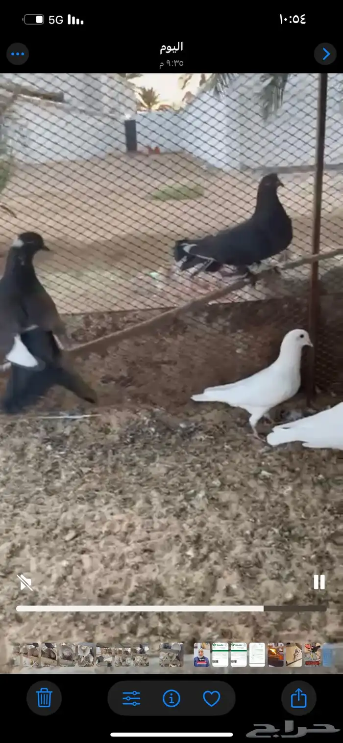 6ازواج منتجه صحتها ممتازه 0