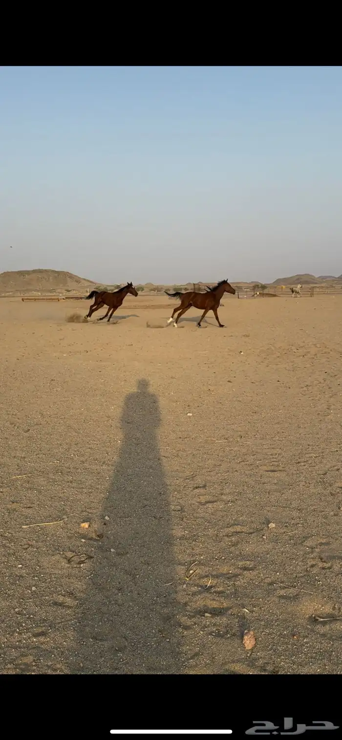 افراس مهرات فواخر 3