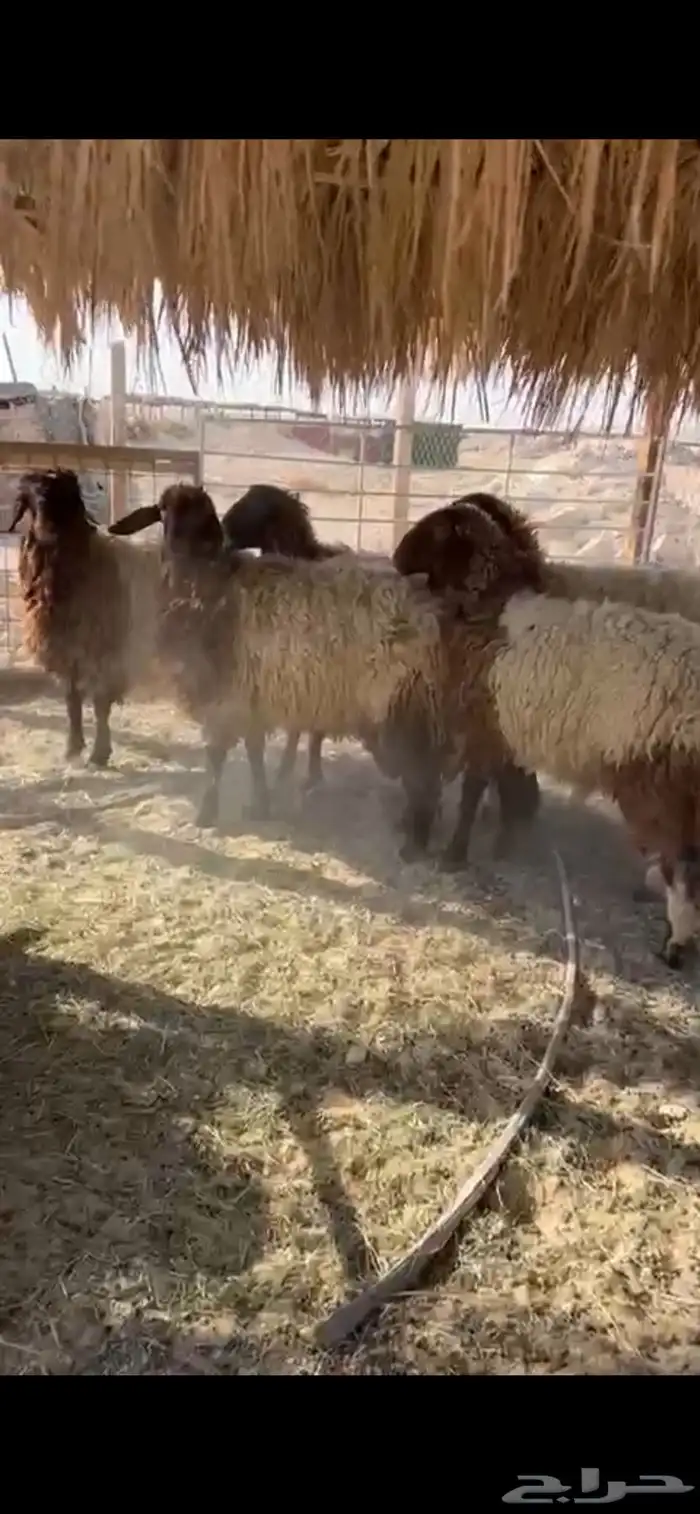 رغيث نعيم وسواكل 4