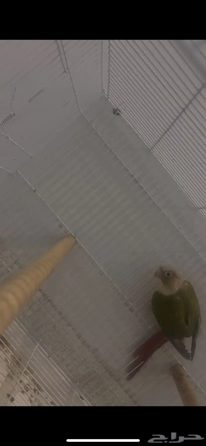 فردة كنيور 2