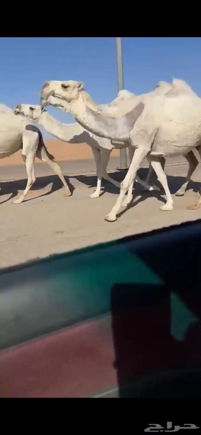 لقحات كفو وسنان 0