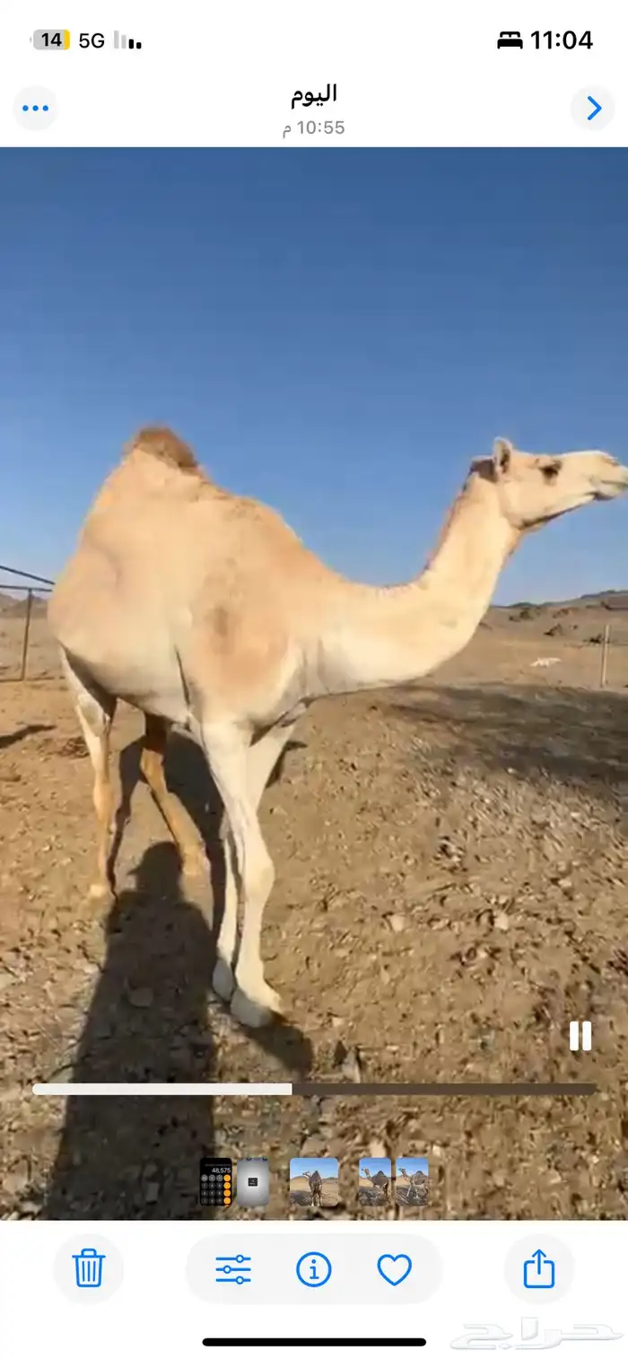 ناقه حايل صغيرة سن 1