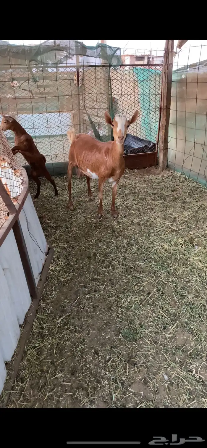 عنز محايليه تحتها جفره 1