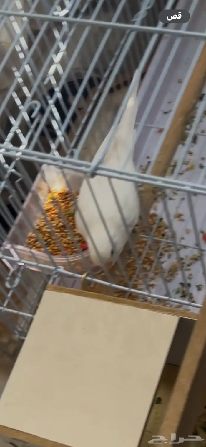 زوج بادجي فخم(طيور الحب) 1