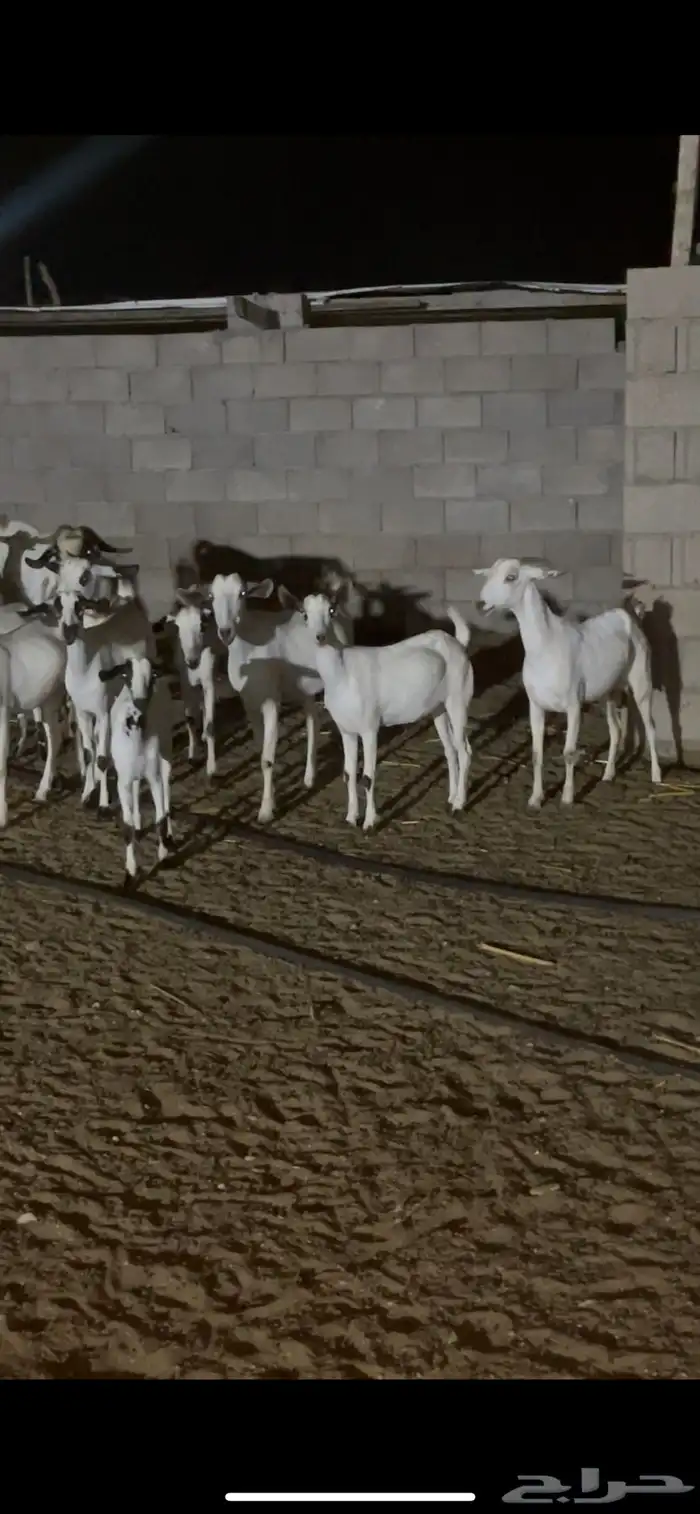 معزاء بيشيات فواخر 4