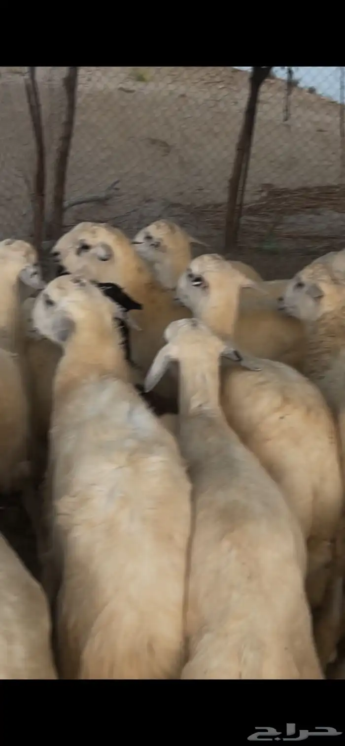 خرفان حريه نضيفه شرط للمناسبات 3