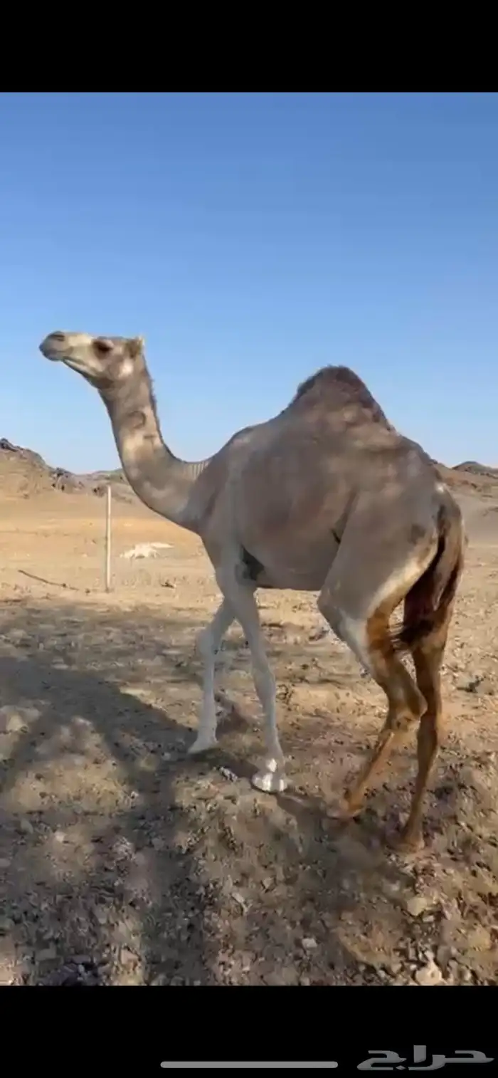 ناقه حايل صغيرة سن 0